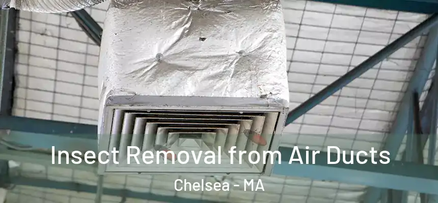 Insect Removal from Air Ducts Chelsea - MA